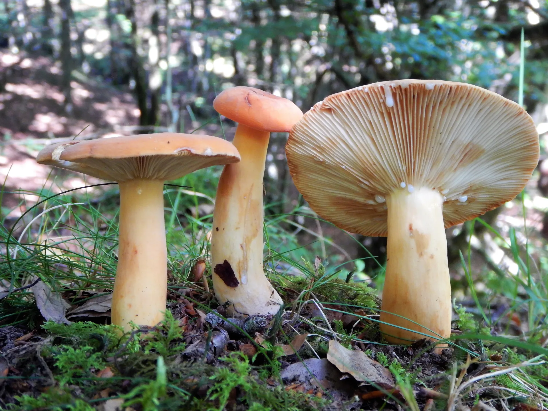 Lactifluus oedematopus-18-09-02 (2)